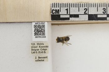 Media type: image;   Entomology 791103 Aspect: Labels
